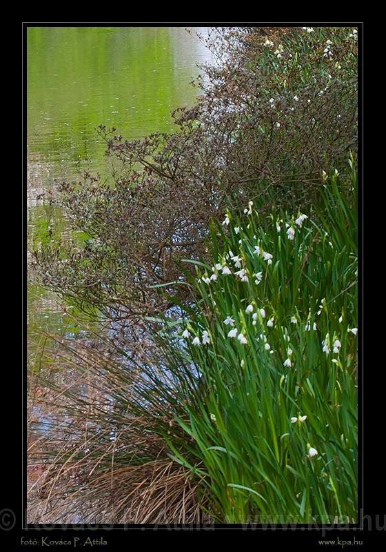 Keukenhof Hollandia 018.jpg